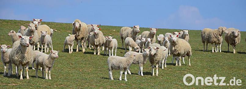Die &quot;Finnischen Landschafe&quot; fühlen sich auch bei Familie Sehner-Peniere in Thurndorf sehr wohl. Bild: ü