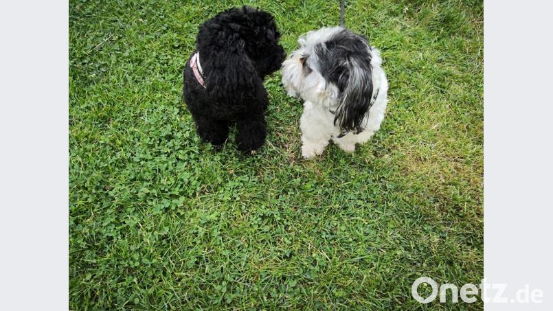 Auch die beiden Hunde Dolly und Maxi werden ihr Herrchen sicherlich inzwischen sehr vermissen. Sie sind bei Schlieskes Frau Jitka in Marienbad, wo sie wenigstens einen großen Garten zum Herumtollen haben. Bild: ubb
