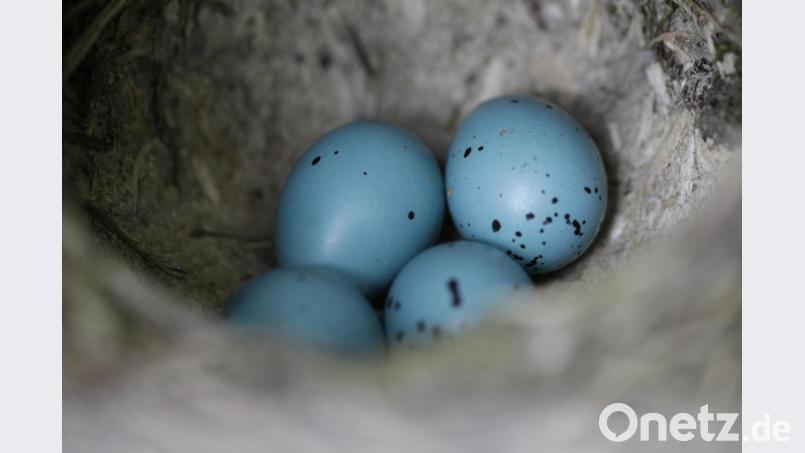 Die Eier der Singdrossel sind Türkis. Bild: Ralph Sturm/LBV