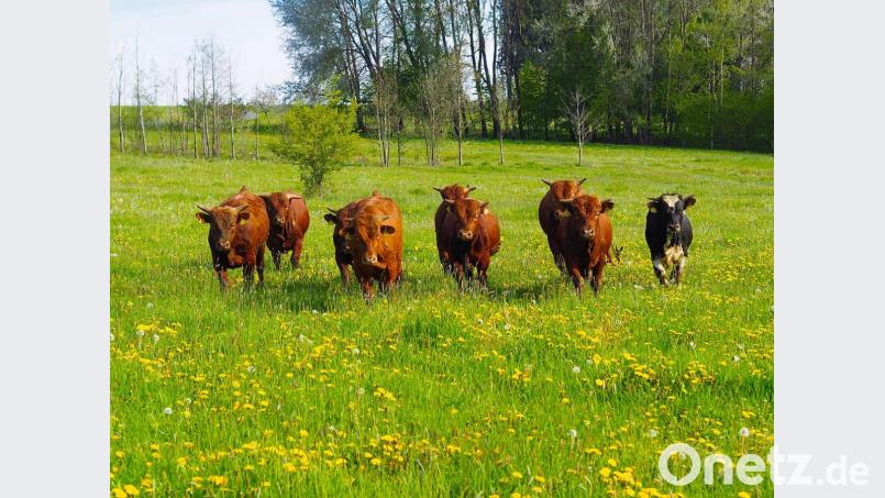 Biorinder auf einer Frühlingswiese. Mit der Kamera im Gepäck kann man das Leben der Tiere für immer festhalten. Hier ein mögliches Foto zur Kategorie „Tiere, Pflanzen und Pilze im Naturpark Steinwald“. Bild: bsc