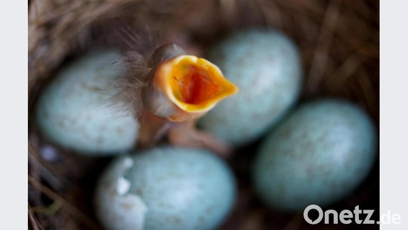 Ein frisch geschlüpftes Amselküken wartet im Nest auf Fütterung. Bild: Arne Dedert
