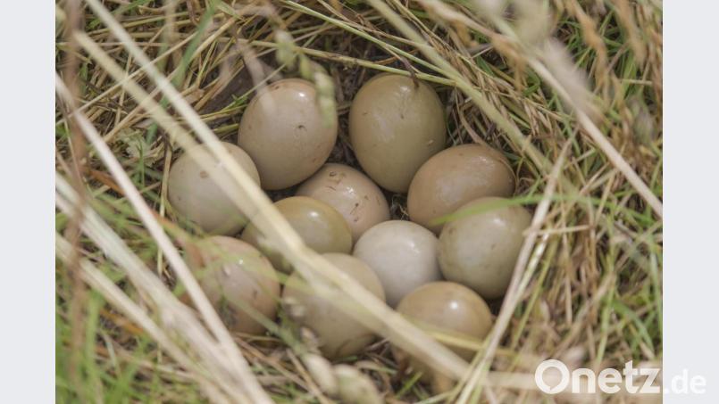 Das Rebhuhngelege kann bis zu 20 Eier enthalten. Bild: Ralph Sturm/LBV