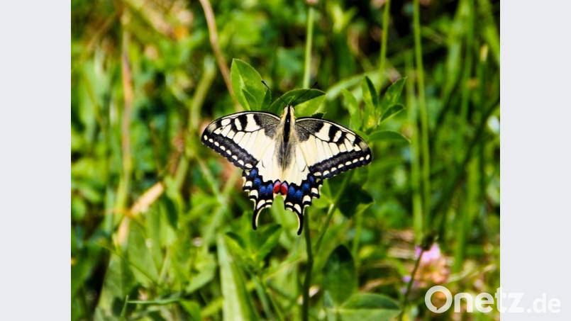 „Fliegender Edelstein“ wird der „Schwalbenschwanz“ oft genannt. Auch Nah- und Makroaufnahmen können beim Fotowettbewerb des Naturparks Steinwald eingereicht werden. Bild: bsc