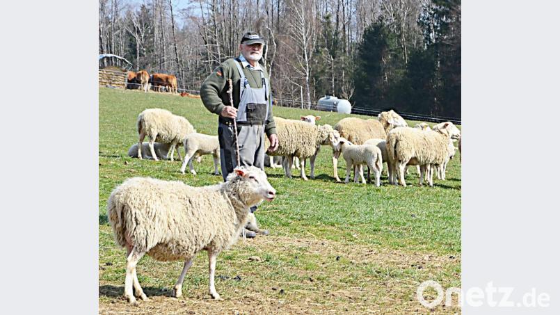 Seniorchef Herbert Sehner hat die große Herde in Thurndorf stets im Blick. Bild: ü