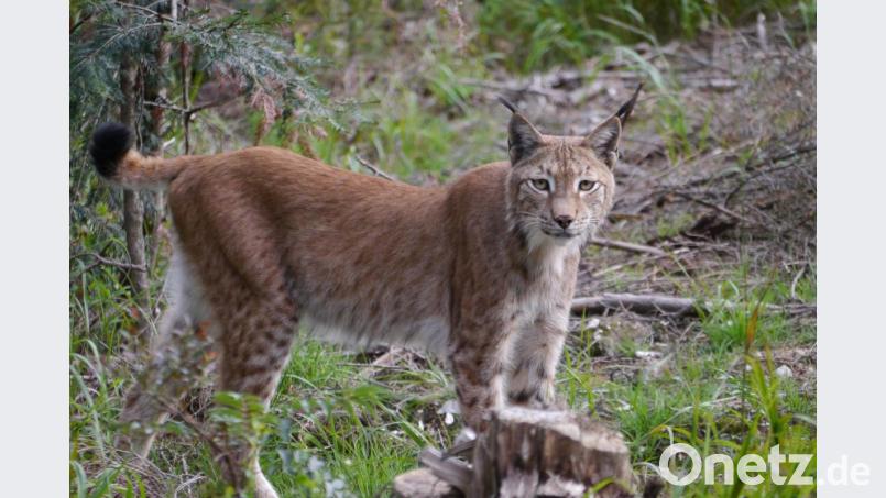 Auch wer künftig den Luchs beobachten will, muss mehr zahlen. Bild: gis