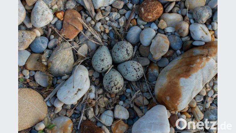 Die Eier eines Flussregenpfeifers sehen wie Kieselsteine aus. Bild: Wolfgang Lorenz