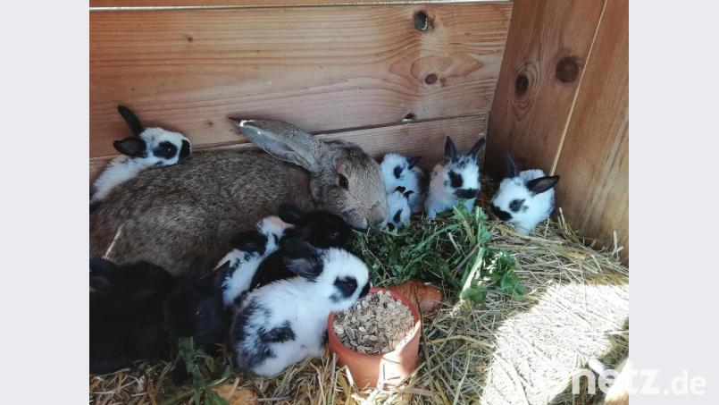 Was für eine schöne Osterüberraschung. Doch mit ihren elf Hasenbabys hat die Hasenmama auch einiges zu tun. Bild: Anne Wiesnet