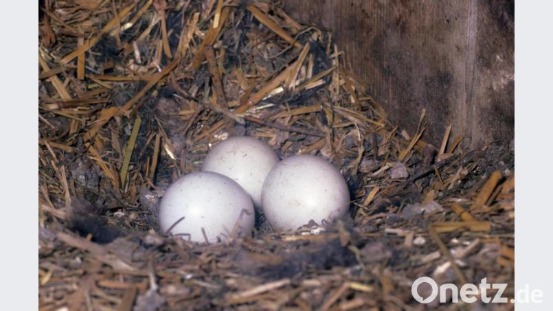 Höhlenbrüter wie der Waldkauz legen meist hellblaue oder weiße Eier. Bild: Dieter Hopf/LBV
