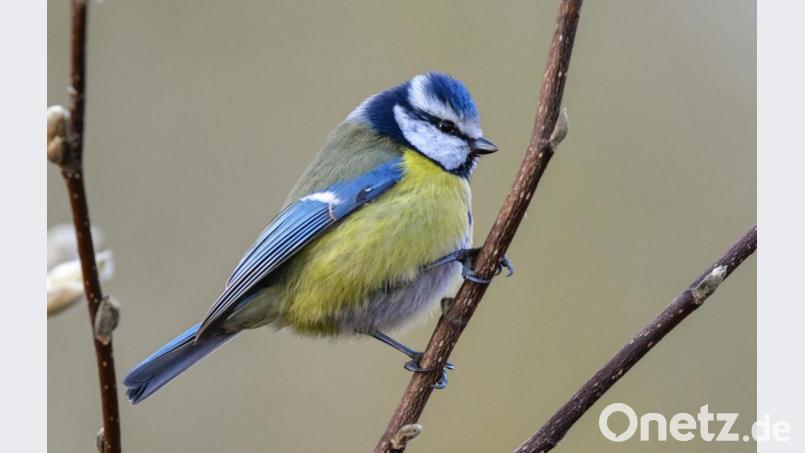 Eine Blaumeise ist in einem Garten zu sehen. Aktuell sterben viele der Vögel an einer bislang unbekannten Krankheit. Der LBV ruft nun dazu auf, gefundene Tiere zu melden. Bild: Patrick Pleul/dpa