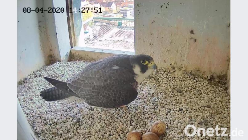 Der Screenshot von einer Webcam zeigt einen brütenden Wanderfalken (Falco peregrinus) in der Kaiserburg. Die Zahl der Webcams zur Beobachtung von Tieren steigt nach Angaben des Naturschutzbunds (NABU) Jahr für Jahr. Bild: Lebensraum Burg/Regierung von Mittelfranken/dpa