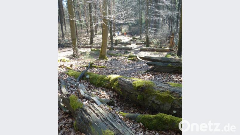Ein „Urwald“ mit starken Bäumen und viel Totholz. Auch die rund 200 Festmeter Fichtenstämme, die diese Woche gefällt werden, bleiben liegen. Bild: Portner