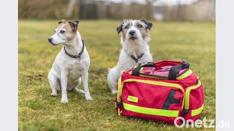 Für die Parson-Russell-Terrier Riva und Bruno steht seine Tasche für Erste Hilfe parat. Bei der Jagd ist auch noch eine Schutzweste Pflicht. Bild: exb/Marco Linke