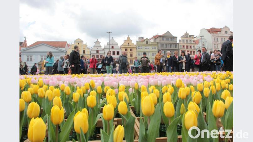 Mit dem Bild vom Kulturhauptstadt-Blumenmeer 2015 in Pilsen, verbindet das Centrum Bavaria Bohemia (CeBB) die Ostergrüße ans Nachbarland 2020. Bild: eib