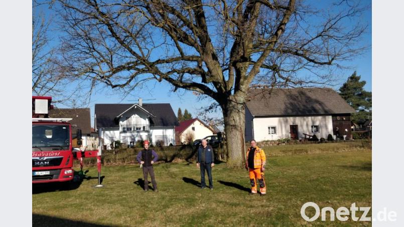 Albrecht Müller, Ewald Zetzl und Max Lachmann (von rechts) verständigen sich auf einen erneuten Rückschnitt der Prinzregent-Luitpold-Eiche in Pfrentsch. Bild: fjo