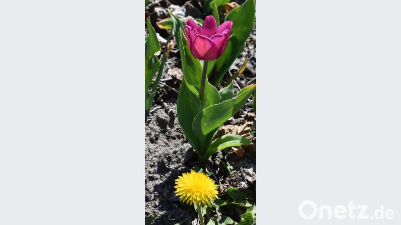 Die Natur ist erwacht aus dem Winterschlaf. Bild: rgr