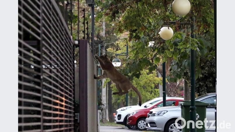 Ein Puma springt an einer Straße in Santiago de Chile über eine Mauer. Foto: Francisco Castillo/Agencia Uno/dpa Bild: Francisco Castillo