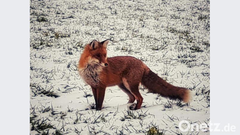 Dem Fuchs geht es in schneearmen Wintern besonders gut. Es gibt reichlich Mäuse, seine Leibspeise. Archivbild: ubb