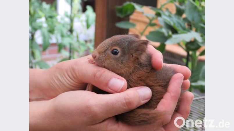 Eichhörnchen (das Bild entstand in der Tierauffangstation von Dieter Brandl) fanden im vergangenen Winter ihre vergrabene Nahrung leichter. Bild: ubb