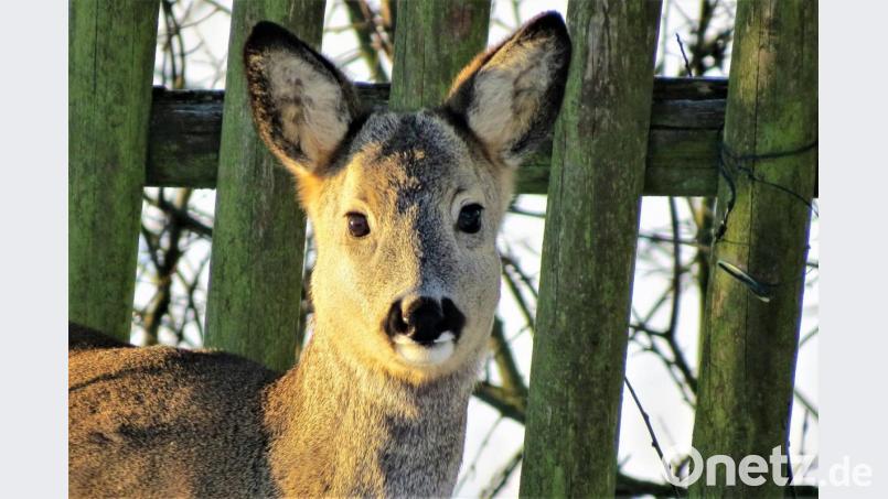 Die meisten Tiere profitieren vom milderen Klima. Archivbild: ubb