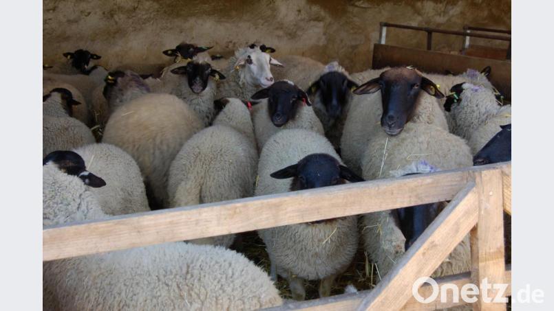Von Dezember bis April bringt Konrad Lautenschlager alle Mutterschafe mit ihren Lämmern im offenen Stall unter. Typisch für die Rhönschafe ist der schwarze, bis hinter die Ohren unbewollte Kopf. Bild: Barbara Ströll