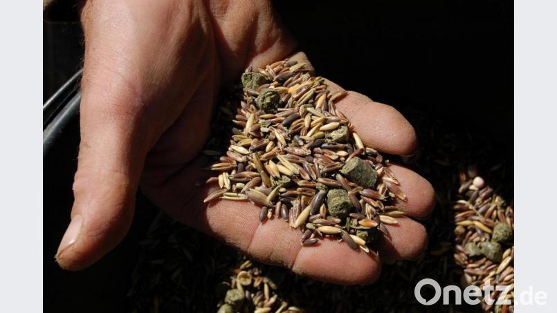 Konrad Lautenschlagers Schafe fressen auch im Winter im Stall überwiegend Gras in Form von Heu und Grassilage. Im Winter brauchen Sie zusätzlich eine Portion Kraftfutter: Hafer, Erbsen und Luzerne-Cobs. Bild: Barbara Ströll