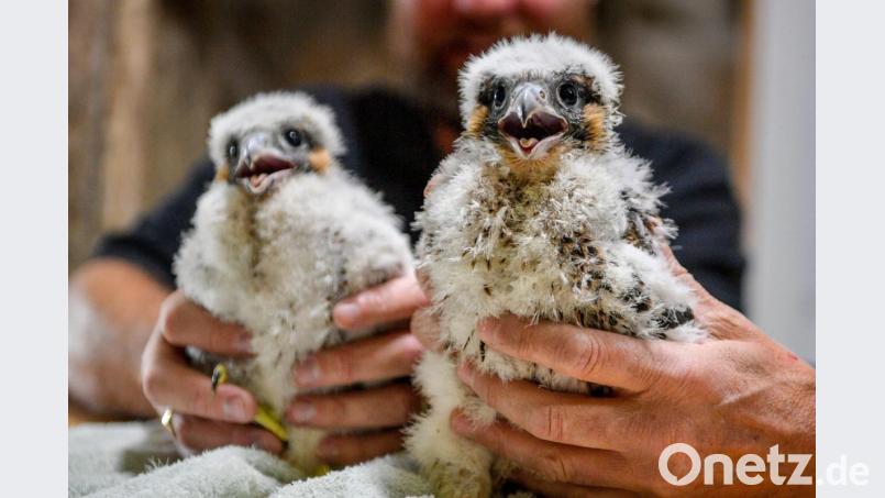 Zwei Wanderfalken-Küken. Foto: Ben Birchall/PA Wire/dpa/Archivbild Bild: Ben Birchall