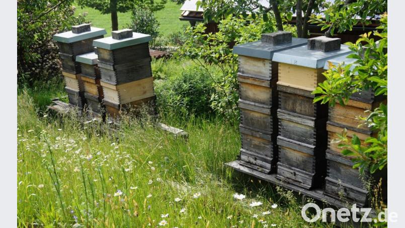 In den Bienenstöcken wie hier in Oberlangau von Herbert Bösl kehrt im Frühjahr reges Leben ein und viel Arbeit beginnt. Bild: weu