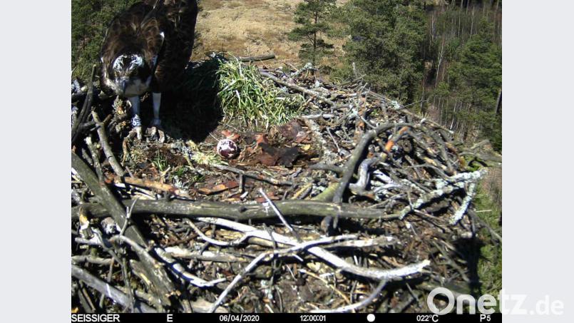 Seit zwölf Jahren kehrt das Fischadler-Männchen &quot;6MU&quot; zurück in unsere Region. Zusammen mit seiner Partnerin hat es Anfang April mit der Eiablage begonnen. Bild: exb
