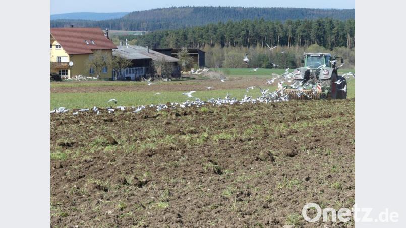 Auf heimischen Äckern ist der Tisch für die Obersee-Möwen reich gedeckt. Bild: rn