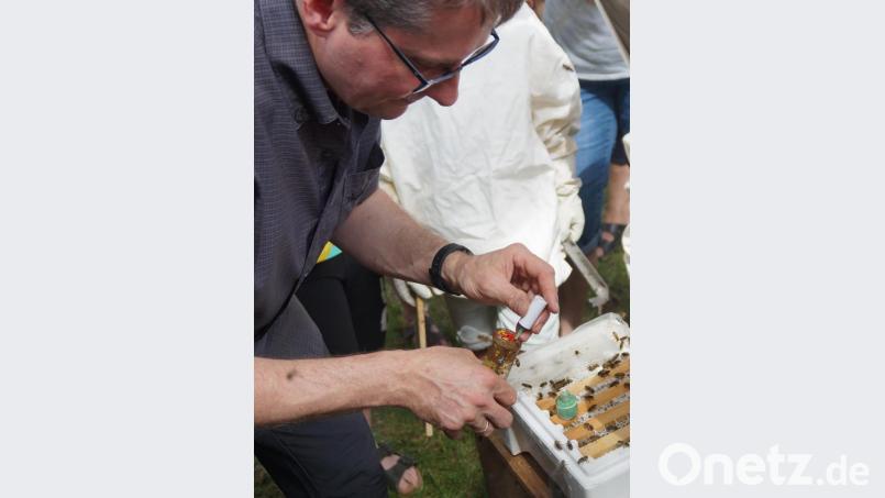 Auch das Markieren der Königin ist eine knifflige Arbeit, die Bienenfachmann Michael Völkl vortrefflich beherrscht. Bild: weu