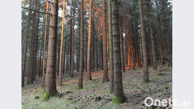 Der heimische Wald ist mein liebster Ort, um zur Ruhe zu kommen. Bild: sfo