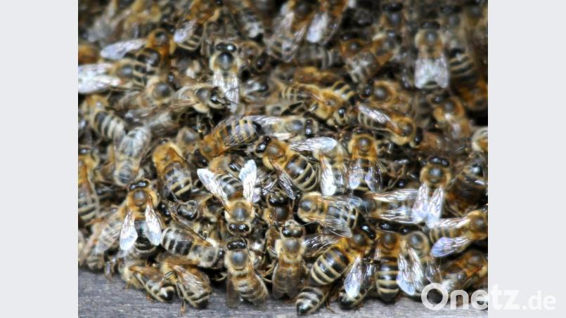 Im April sind Bienen schwer aktiv. Bild: Huber