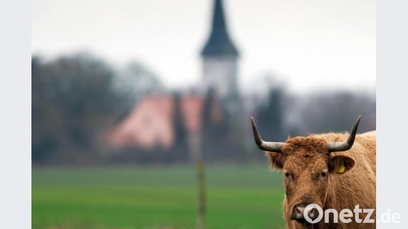Auch Rinder scheinen dann und wann einmal das Fernweh in sich zu spüren. Symbolbild: Soeren Stache