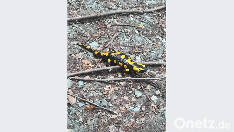 Die Lurche mögen es feucht: Wenn es ordentlich geregnet hat, kriechen die Tiere auch tagsüber aus ihren Verstecken wie unter Wurzeln, Steinen und vermoderndem Gehölz befinden. Bild: mng