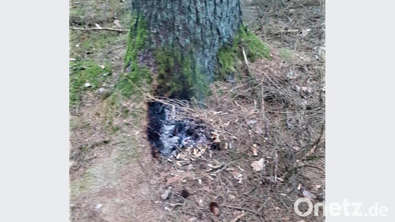 Verkohlt ist der Waldboden am Fuße des Baumes, an dem die Zigarettenstummel ausgeschüttet wurden. Bild: Duscher/exb