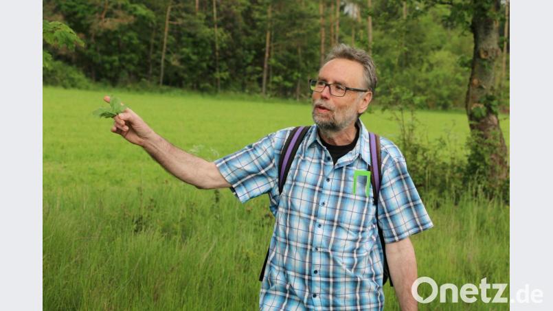 Vor fünf Jahren rief Robert Mertl das Projekt &quot;Fenchelpflanzen für den Schwalbenschwanz&quot; ins Leben. Seitdem kümmern sich die Mitglieder des Vereins &quot;Kulturlandschaft Südlicher Steinwald&quot; um den Fortbestand dieses Schmetterlings. Bild: bsc