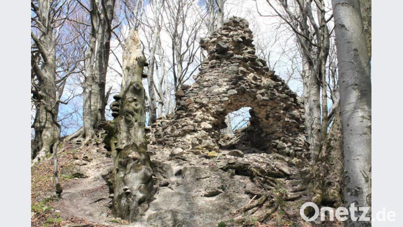 Die Reste der mittelalterlichen Burg Frauenstein werden von mächtigen Buchen umsäumt. Bild: lg