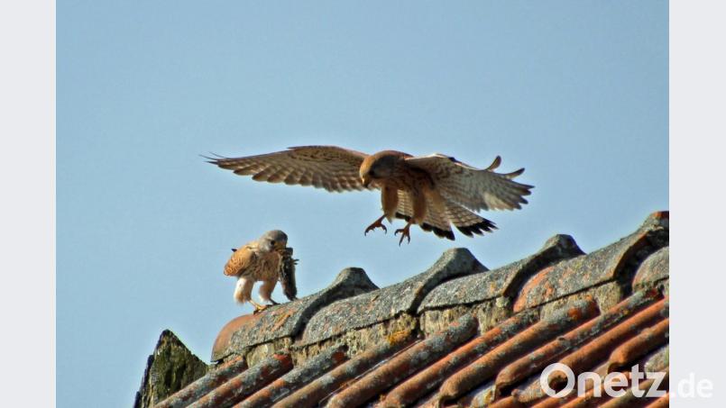 Hobbyfotograf Hans Heimler gelingt dieser Schnappschuss: Zwei Turmfalken auf einem Schuppendach bei Dürnsrichtermühle in der Gemeinde Fensterbach. Bild: Hans Heimler