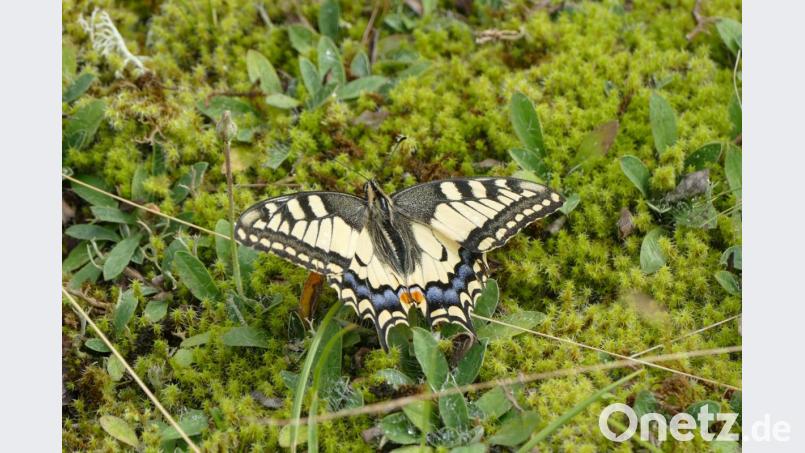 Die Flügelspannweite des Schwalbenschwanz-Falters beträgt bis zu acht Zentimeter. Sein markantestes Merkmal ist der schwanzförmige Fortsatz an den Hinterflügeln. Bild: R. Mertl