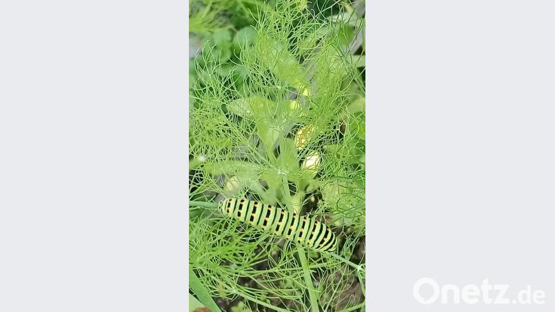 Gut getarnt und gut genährt: Während sich die bunt gefärbten Schmetterlinge selbst allgemeiner Beliebtheit erfreuen, haben es die Schwalbenschwanzraupen schwerer. Im Garten werden sie oft aus Unkenntnis bekämpft. Da die Raupen aber einzeln auftreten, richten sie keinen spürbaren Schaden an und sollten daher unbedingt geschont werden. Bild: A. Reindl