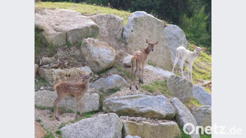 Hirschkälbchen im Wildpark Bild: gis