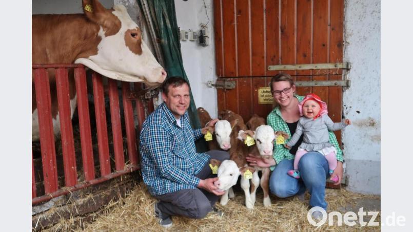 Dreifaches Glück im Stall der Familie Weiß: Dies sind die ersten Kälbchen-Drillinge, die auf dem Bauernhof der Tormeiers zur Welt kommen. Links die Mutterkuh Donut. Bild: rha