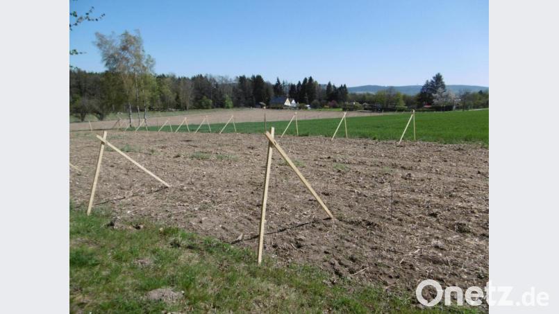Die frisch bepflanzten Ausgleichsflächen schützt ein Zaun vor Verbiss. Bild: exb