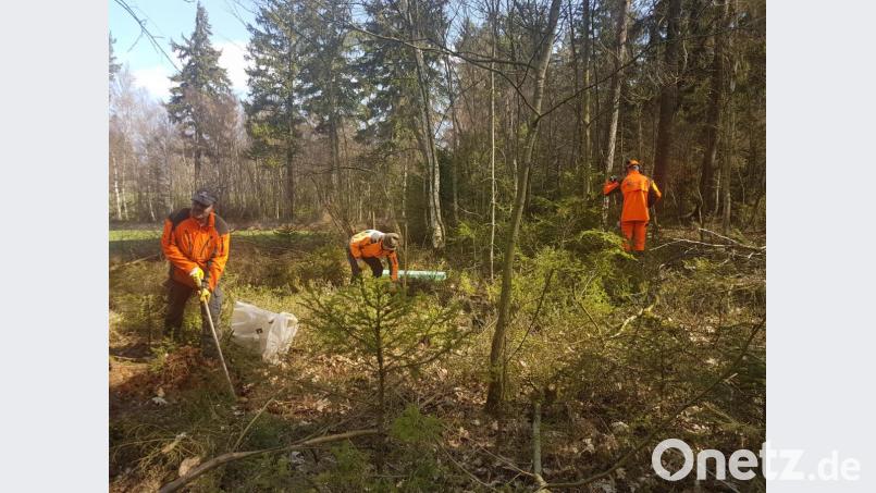 Die Waldarbeiter Wolfgang Popp, Michael Pscherer und Peter Schraml pflanzen im Revier Pullenreuth den Wald von morgen. Der wird anders aussehen als heute, aber dem zu erwartenden trockeneren Klima besser standhalten. Bild: tr