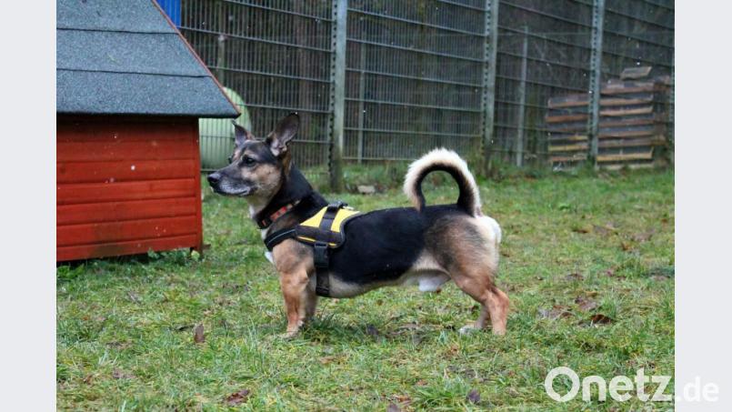Der Rüde Alex braucht unbedingt eine neue Familie. Liebevolle Adoptiv-Eltern möchten sich bitte telefonisch mit dem Tierheim in Verbindung setzen. Bild: Tierheim Amberg