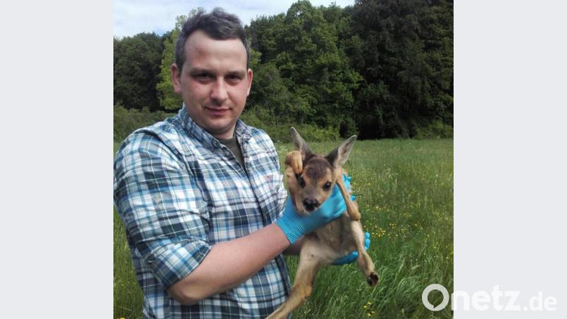 Max Ibler macht vor, wie es richtig geht: Er hat die Wiese abgesucht und das Kitz gefunden. Es wird am Waldrand abgelegt, wo die Ricke es abends wieder abholt. Bild: ge