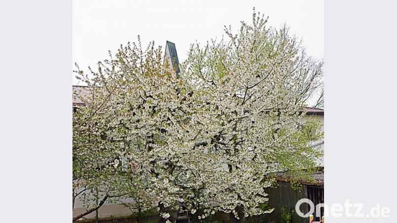 In voller Blüte stehen die Obstbäume. Bild: ü