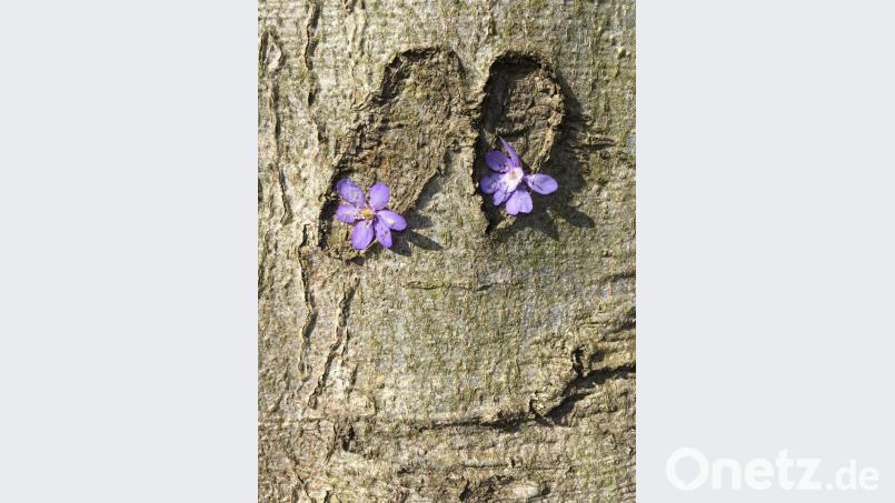 Lila Blüten helfen einem Baum beim Grinsen. Bild: Dorothe Pfeiffer/exb