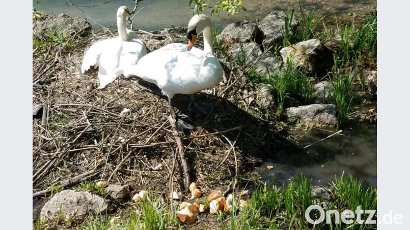 Große Mengen Brot haben Umweltfrevler aus missverstandener Tierliebe den brütenden Schwänen im Stadtpark hingeworfen. Bild: cog