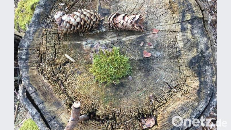 Mit zwei Tannenzapfen wird aus einem Baumstumpf ein Gesicht. Bild: Dorothe Pfeiffer/exb